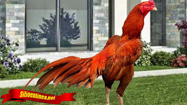 Trik Menernak Ayam Tarung
