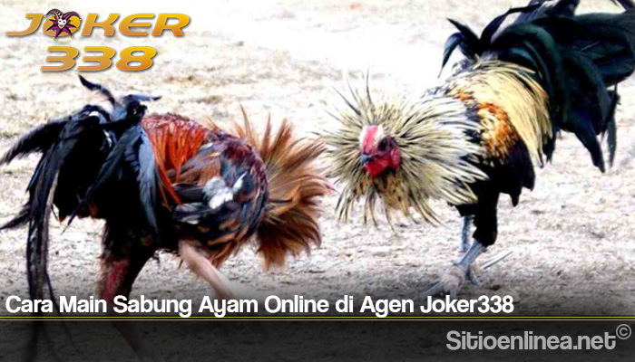 Cara Main Sabung Ayam Online di Agen Joker338